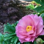 Large pink clower with yellow center known as the Peony 'Morning Lilac' 
