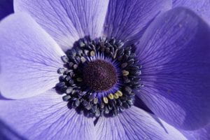 Close up of a purple crown anemone flower.