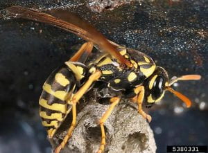 Paper wasp resting on top of its nest