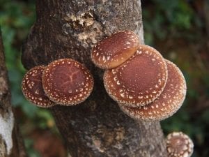Five shiitkae mushrooms growing on a log
