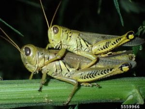 Two mating diffrentail grasshoppers, the male sitting on top of the female