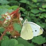 Imported Cabbageworm adult, a white butterfly with three black spots on the forewings perched on a rasberry bloom