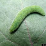 Imported cabbageworm larvae, a velvety green caterpillar with a faint yellow strip down the miidle of the back, hanging out on a leaf