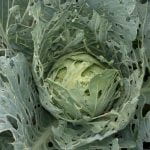 A very holey head of cabbage a result of feeding by the imported cabbageworm