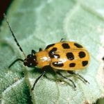 Spotted cucumber beetle, a yellow beetle with black spotts, a back head, legs and filiform antenna
