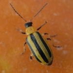 A single stripped cucumber beetle, black and yellow vertical striped with an orange thorax, a black head and black legs and filiform antennae, on the orange flesh of a pumpkin