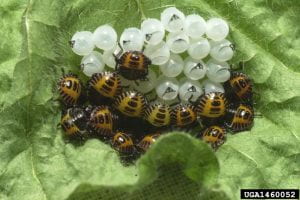About 20 orange and black colored brown marmorated stink bug nymphs clustered around their egg mass 