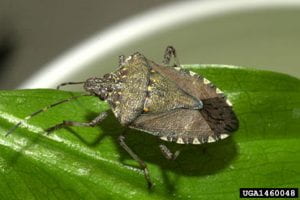 A brown shield shapped bug with white and black marmoration on the edge of the wings