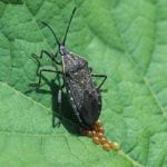Squash bug adult laying eggs