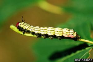 green stripped caterpillar with a red head on a leaf stem