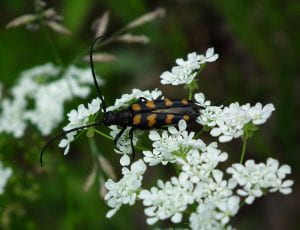 A back beetle with orange stripes and long antenna on the white florets of a Queen Anne's Lace flower