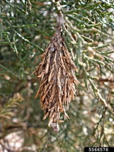 pinecone like structure hanging on an evergreen tree