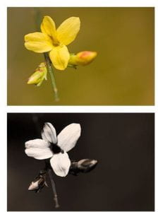Top picture: A sinlge stem with two flower buds and one small yellow flower with four petals. Bottom: The same photo taken in UV light. The flower is now white with a black center.