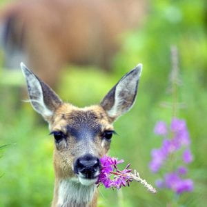 The head of a deer standing with its face brushing up againsta purple flower.