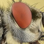 Close-uo of the head of a fly - white head, lots of black hairs and large red eyes in which you can see teh individaul lenses