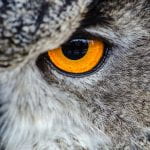 Close up of an owl eye - bright yellow eye surrounded by white, brown and black plummage
