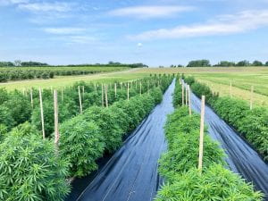 Field of 3 foot tall hemp plants, rows are seperated by black landscaping fabric and each row has a five foot wooden post ever marking of every two plants