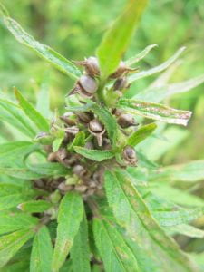 Close-up of a top of a hemp plant covered with seeds