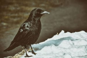 A black crow standing on the snowy ground