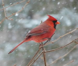 A bright red male cardinal perched a twig as snow falls 