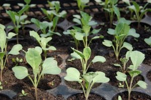 Tray of cabbage seedlings
