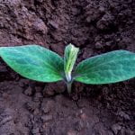 A cucurbit seedling showing the two cotyledons and the first true leaf just starting to unfold.