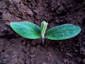 A cucurbit seedling showing the two cotelydons and the first true leaf just starting to unfold.