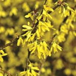 A branch of forsythia in full blloom - yellow flowers
