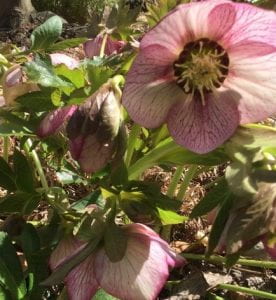 Floweres of a pink and white varigated Hellebore