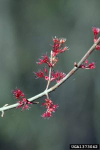 Bright red flowers on the branch of a red maple tree