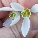 Snowdrop - small white flower held between someone's thumb and forefinger