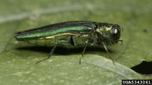 Slender shiny emerald green beetle with large black eyes standing on a leaf