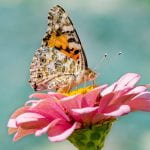 A butterfly on a pink zinnia