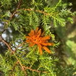 Bright orange sphere with orange tentecales attached to the needles of an evergreen tree