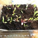 20 or 30 chard seelings sprouting in a small plastic container filled with soil