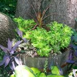 A short wooden tub set next to a tree overflowing with plants: a tall grass with red leaves, a bright green plant with white veins and a dark purple plant spilling over the edge.