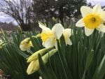 White daffodiles with bright yellow center