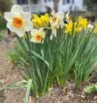 Clump of white daffodils with bright orange centers and yellow daffodils