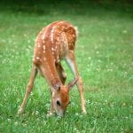 A baby deer (fawn) munching on a clover in a lawn