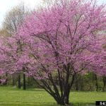 Small Tree covered with Pink Flowers