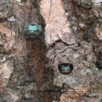 Two adult emerald ash borers emerging from an ash tree. One one is have way out and the other's head is just visble as in the D-shaped hole it has created.