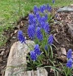 Grape Hyacinth - cones of tightly packed purple flowers