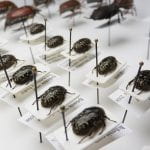 A curated beetle collection with pinned specimens above tags