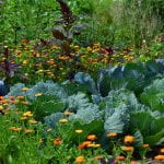 A vegetable garden with a combination of cabbage surrounded by small yellow and orange flowers and dark purple leafy greens