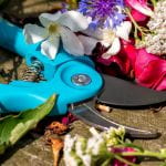 Turquoise handled pruning shears surrounded by flower petals