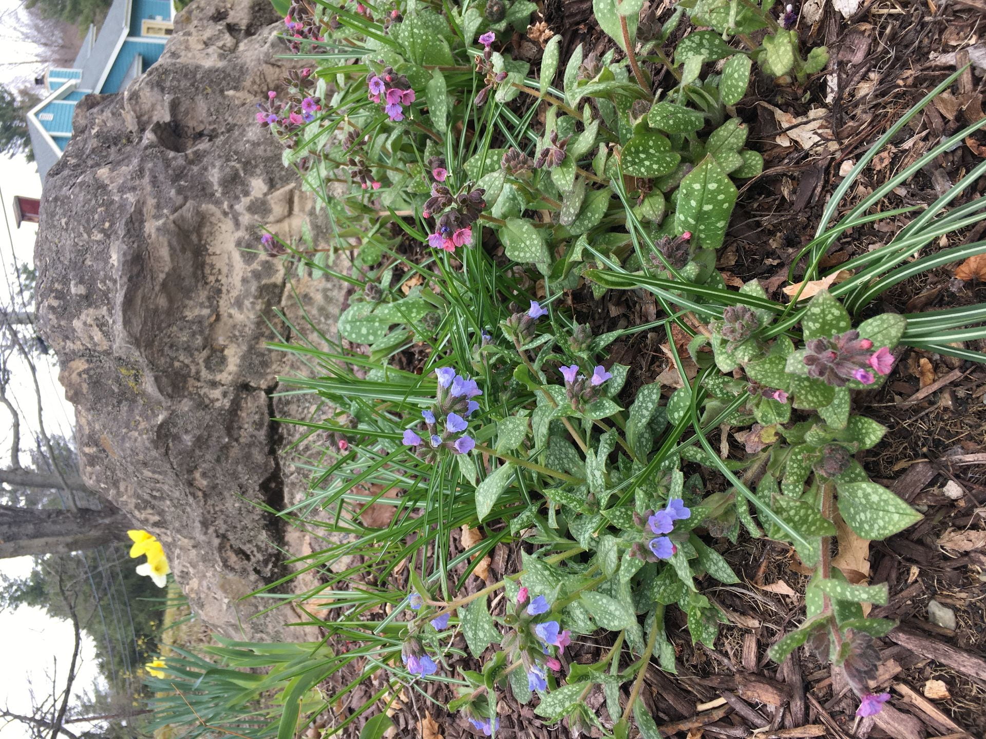 What's in Bloom   Gardening in Orange County New York