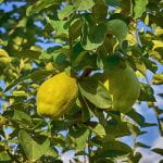 Quince Tree with two large green quince fruit - almost apple like in shape