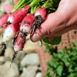 A hand holding bunch of freshly picked radishes