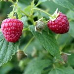 Two ripe red raspberries and an unripe green raspberry growing on a raspberry plant