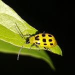 Yellow beetle with black spots
